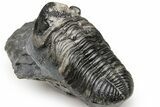 Large, Mutli-Toned Pedinopariops Trilobite - Mrakib, Morocco #224398-4